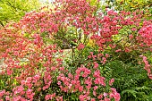 Rhododendron weyrichii, in bloom