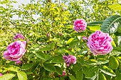 Rosier Mousseux, Rosa Salet, in bloom