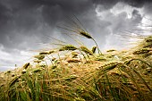 Winter barley under heavy rains, risk of lodging, favorable environment for the development of cryptogamic diseases, rhynchosporiosis, helminthosporiosis.