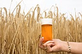 Hand holding a beer glass in a field of spring barley, malting barley, France