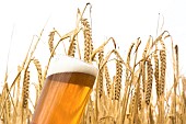 Beer glass in a field of spring barley, malting barley, France