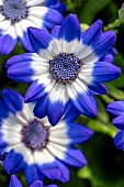 Florists Cineraria (Pericallis × hybrida)
