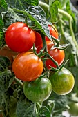Cherry tomatoes Pick & Joy