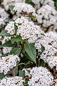 Laurustine (Viburnum tinus) flowering