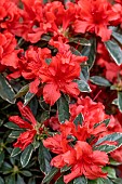 Rhododendron japonicum Hot Shot
