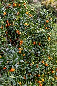 Fruit loaded Orange tree (Citrus x sinensis), Alpes-Maritimes, France