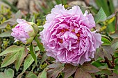 Tree peony (Paeonia suffruticosa) Duchesse de Morny