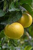 Pomelos (Citrus x paradisi) on tree, Liguria, Italy