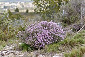 Thyme (Thymus communis) flowering clump in a scrubland with Mediterranean False Brome (Brachypodium retusum), Bouches-du-Rhone, France