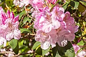 Rhododendron Mrs. Charles E. Pearson, flowers
