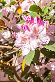 Rhododendron Mrs. Charles E. Pearson, flowers