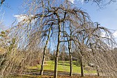 Weeping hornbeam, Carpinus betulus Pendula