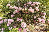Rhododendron Hydon Hunter, in bloom