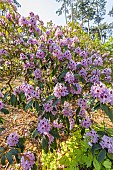 Rhododendron Blue Ensign in bloom