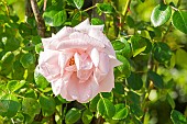 Rosa Dentelle de Malines, flower