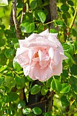 Rosa Dentelle de Malines, flower