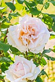 Rosa Dentelle de Malines, flowers