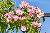 Rosa Blush Rambler, in bloom