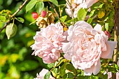 Rosa Albertine, flowers