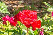 Rosa Mona Lisa, flowers