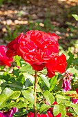 Rosa Mona Lisa, flowers