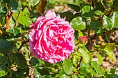 Rosa Auguste Renoir, flower