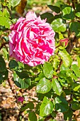 Rosa Auguste Renoir, flower