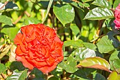 Rose New Year, flower