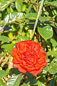 Rose New Year, flower