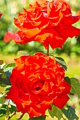Rosa Grande Amore, flowers