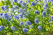 Blue blossom Ceanothus, Ceanothus thyrsiflorus Skylark, in bloom