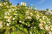 Rosa Ghislaine de Féligonde, in bloom