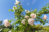 Rosa Dentelle de Malines, in bloom