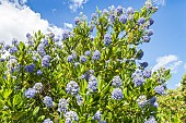 Blue blossom Ceanothus, Ceanothus thyrsiflorus Skylark, in bloom