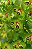 Martins spurge (Euphorbia × martini) flowers