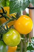 Yellow Cherry tomatoes Pick & Joy