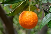 Orange Vaniglia on the tree, Liguria, Italy