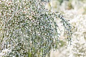 Bridal broom (Retama monosperma)