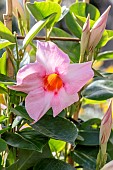 Dipladenia (Mandevilla sp.) Sundaville Cream Pink on climbing set