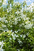 Lemoines Virginal Mock-orange, Philadelphus lemoinei Silver Showers, in bloom