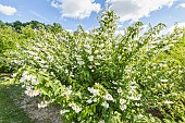 Fuzzy pride-of-rochester, Deutzia scabra, in bloom