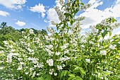 Utsugi, Deutzia crenata, in bloom