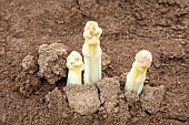 Mound of sandy soil where asparagus grows in the dark, without chlorophyll. A tarpaulin covers the soil before picking, Alsace, France