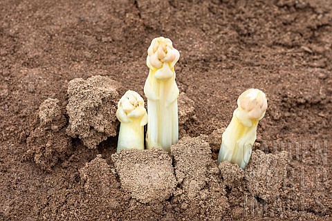 Mound_of_sandy_soil_where_asparagus_grows_in_the_dark_without_chlorophyll_A_tarpaulin_covers_the_soi