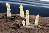 Mound of sandy soil where asparagus grows in the dark, without chlorophyll. A tarpaulin covers the soil before picking, Alsace, France