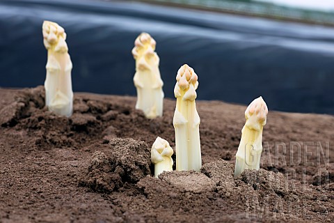 Mound_of_sandy_soil_where_asparagus_grows_in_the_dark_without_chlorophyll_A_tarpaulin_covers_the_soi