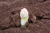 Mound of sandy soil where asparagus grows in the dark, without chlorophyll. A tarpaulin covers the soil before picking, Alsace, France