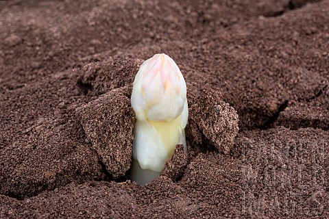 Mound_of_sandy_soil_where_asparagus_grows_in_the_dark_without_chlorophyll_A_tarpaulin_covers_the_soi