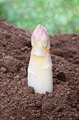 Mound of sandy soil where asparagus grows in the dark, without chlorophyll. A tarpaulin covers the soil before picking, Alsace, France