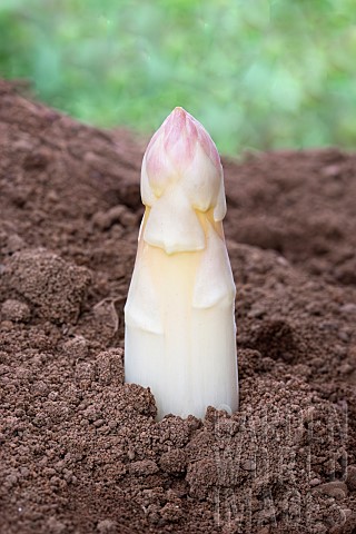 Mound_of_sandy_soil_where_asparagus_grows_in_the_dark_without_chlorophyll_A_tarpaulin_covers_the_soi
